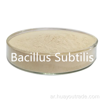 Bacillus subtilis seleblable Water 500CFU/G للتغذية المضافة